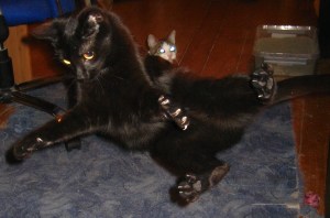 Collect my Stools, Human!