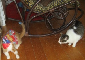 I am no longer the cat you once knew...